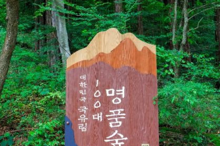 국립장성치유의숲(축령산삼나무편백숲) 여행 추천 - 메고지고