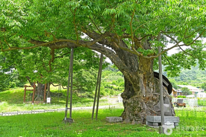 괴산 오가리 느티나무 여행 추천 - 메고지고