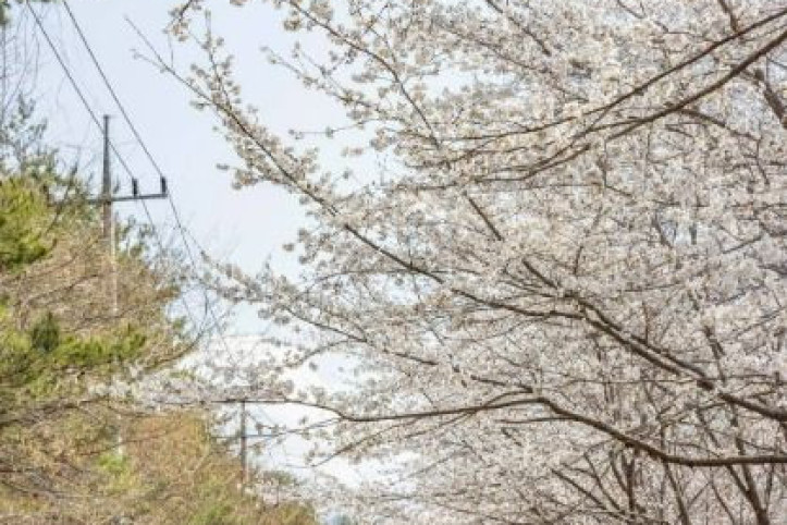 낙안읍성 벚꽃길 여행 추천 - 메고지고