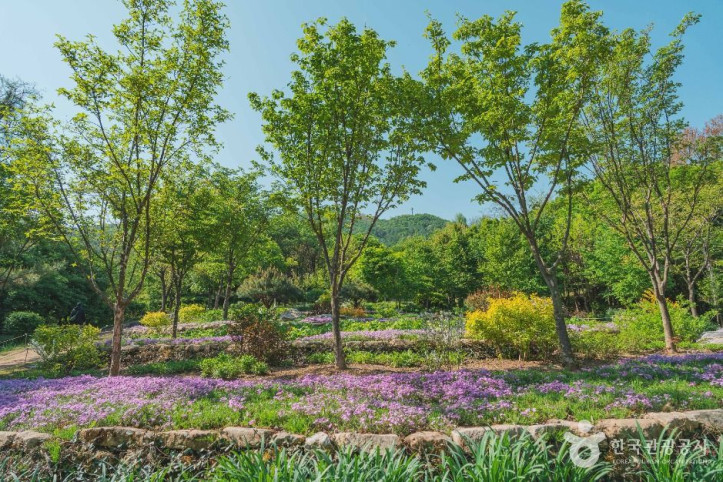 대모산숲속야생화원 여행 추천 - 메고지고