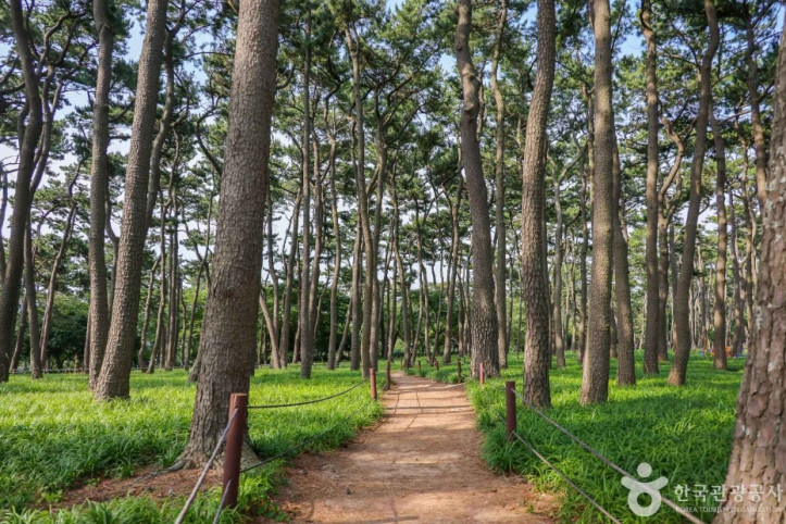 대왕암 송림 여행 추천 - 메고지고