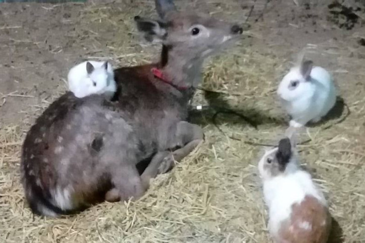 강릉아기동물농장 여행 추천 - 메고지고
