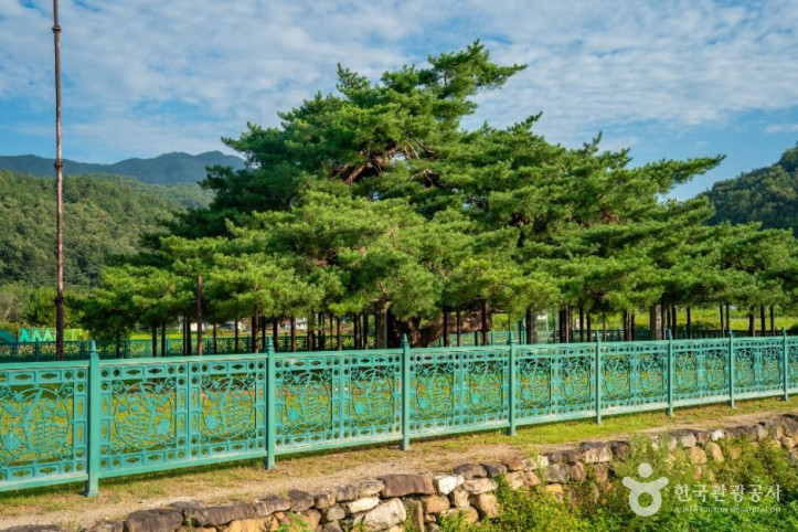 예천 천향리 석송령 여행 추천 - 메고지고