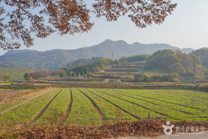 영광 용암마을 여행 추천 - 메고지고