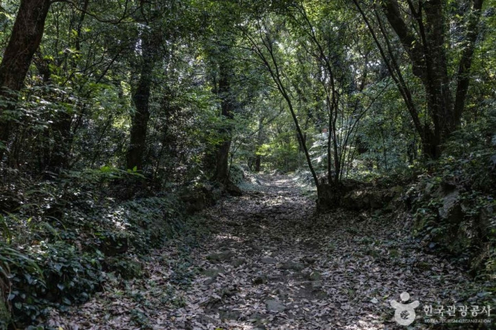 금산공원(납읍난대림지대) 여행 추천 - 메고지고