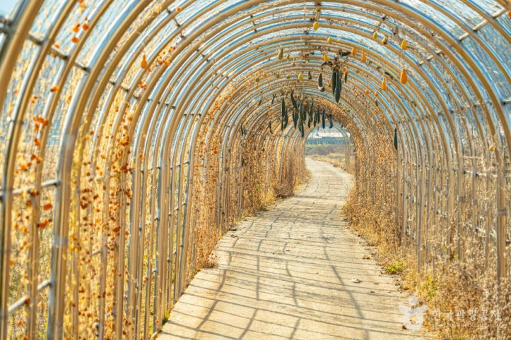 원연장 꽃잔디마을 여행 추천 - 메고지고
