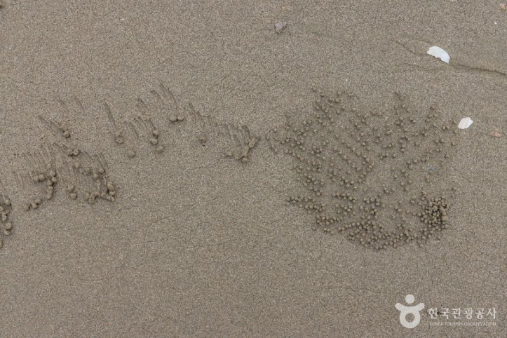 짱뚱어해수욕장 여행 추천 - 메고지고