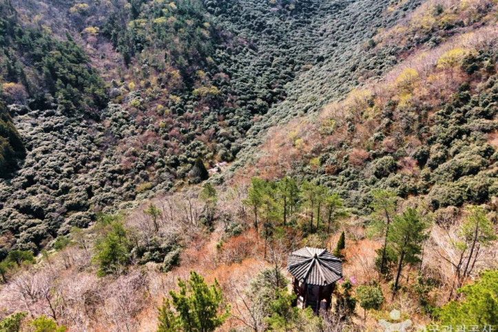 천관산동백생태숲 여행 추천 - 메고지고