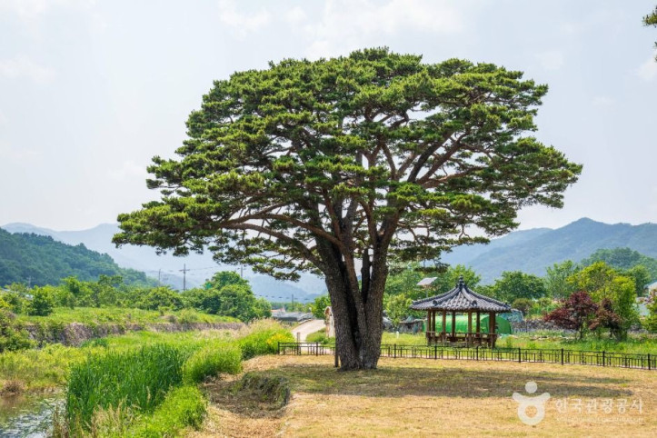 함양 목현리 구송 여행 추천 - 메고지고