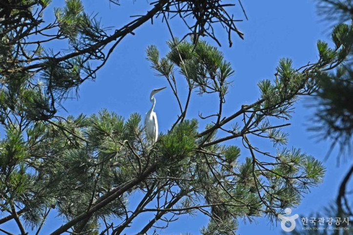 무안 용월리 백로와 왜가리 번식지 여행 추천 - 메고지고