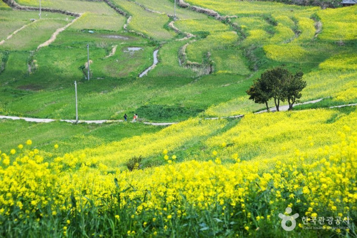 청산도 여행 추천 - 메고지고