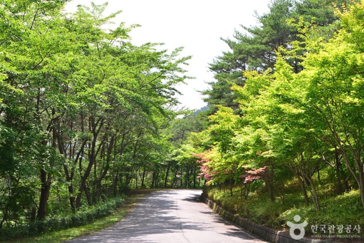 백아산자연휴양림 여행 추천 - 메고지고