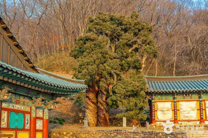 순천 송광사 천자암 쌍향수(곱향나무) 여행 추천 - 메고지고