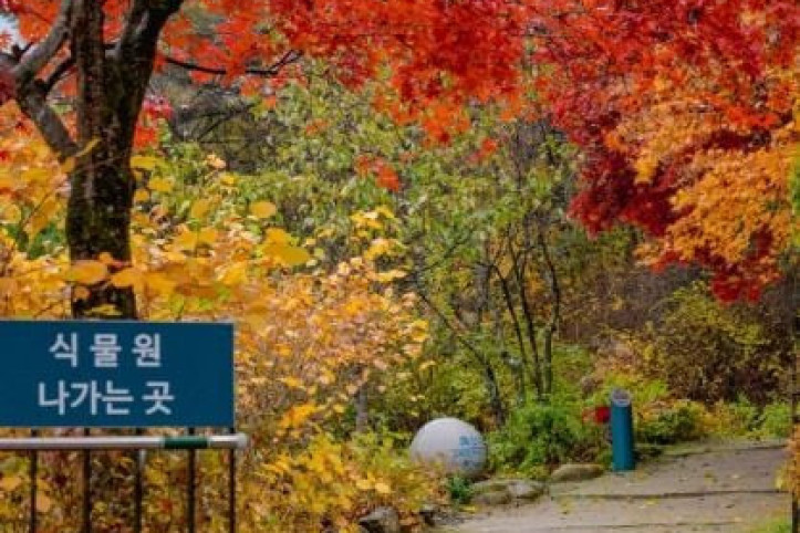 국립한국자생식물원 여행 추천 - 메고지고