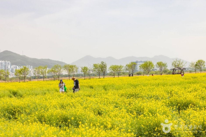 대저생태공원 여행 추천 - 메고지고