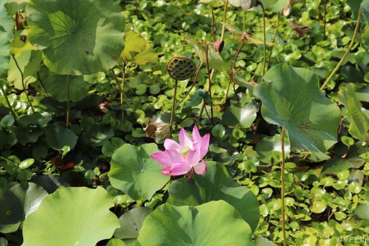 속리산연꽃단지 여행 추천 - 메고지고