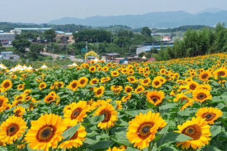 강주 해바라기마을 여행 추천 - 메고지고