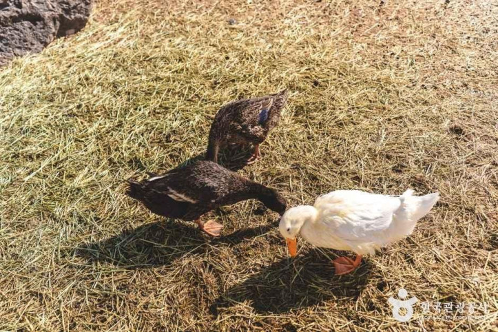 블랙스톤 벨포레 목장 여행 추천 - 메고지고