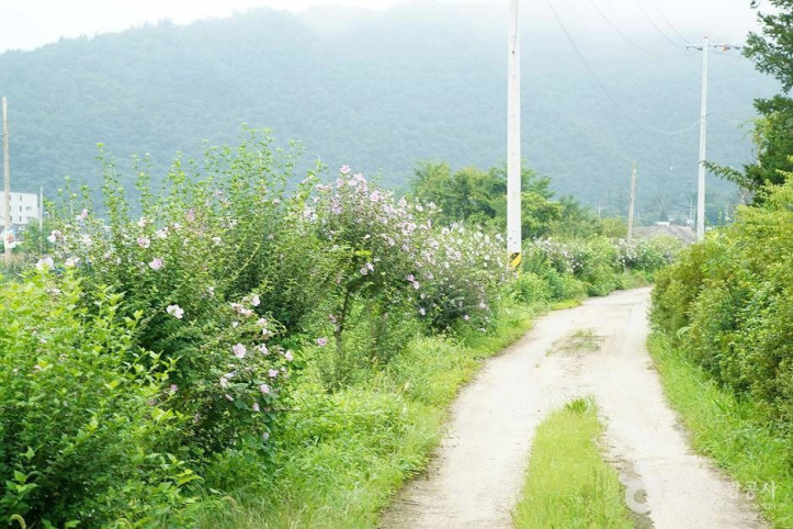 홍천 무궁화마을 여행 추천 - 메고지고