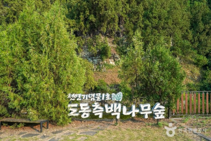 대구 도동 측백나무 숲 여행 추천 - 메고지고