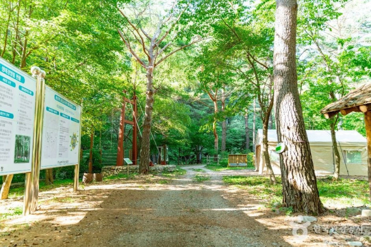 금강소나무생태경영림 여행 추천 - 메고지고