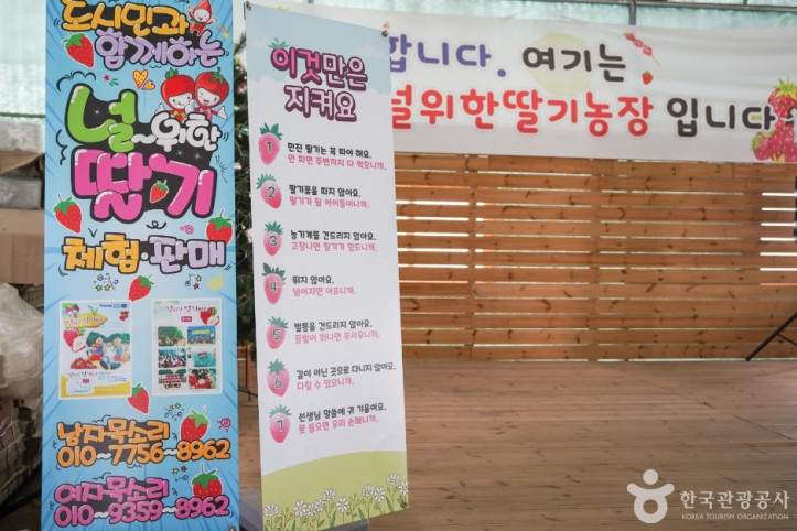 널위한딸기농장 여행 추천 - 메고지고