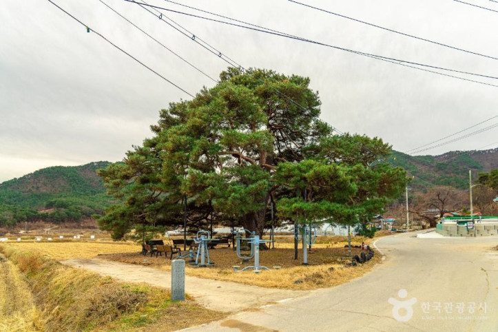 의성 월소리 소나무 여행 추천 - 메고지고