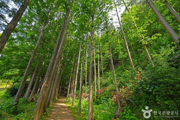 화인산림욕장 여행 추천 - 메고지고