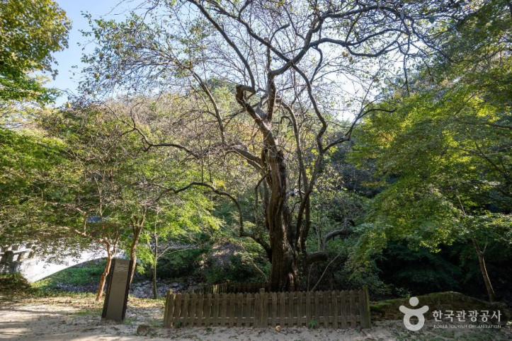강천사 모과나무 여행 추천 - 메고지고