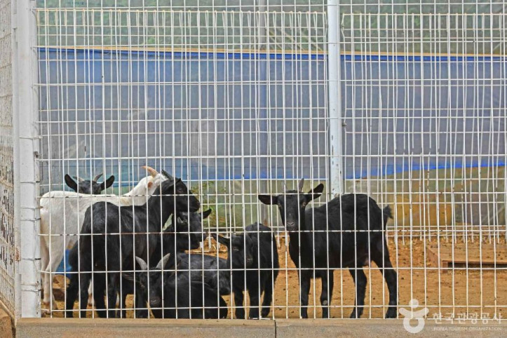 진주목장 낙농체험 여행 추천 - 메고지고
