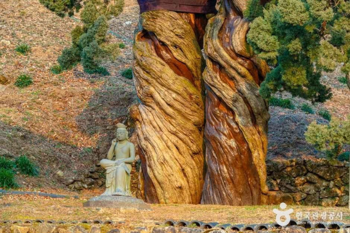 순천 송광사 천자암 쌍향수(곱향나무) 여행 추천 - 메고지고