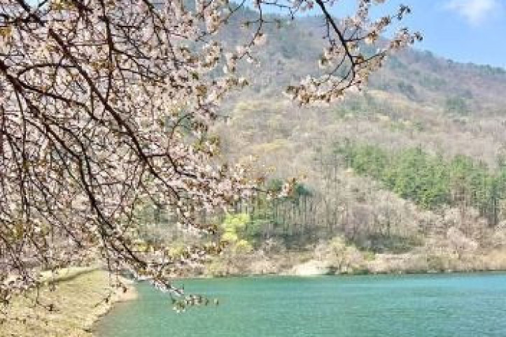 소양벚꽃길 여행 추천 - 메고지고