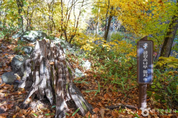 분천 산타마을 여행 추천 - 메고지고