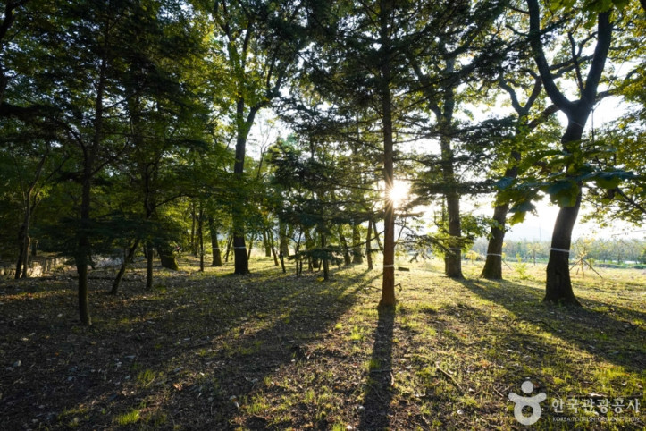 의성 사촌리 가로숲 여행 추천 - 메고지고