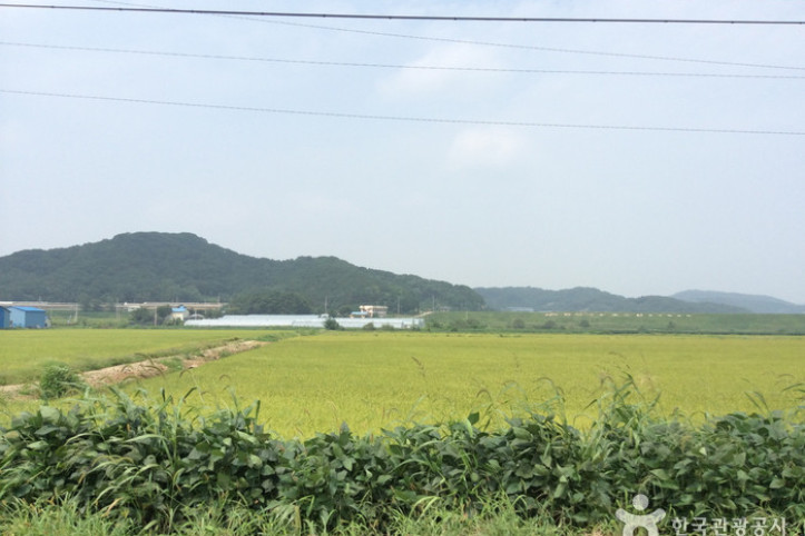 철원 철새도래지 (철원평야) 여행 추천 - 메고지고