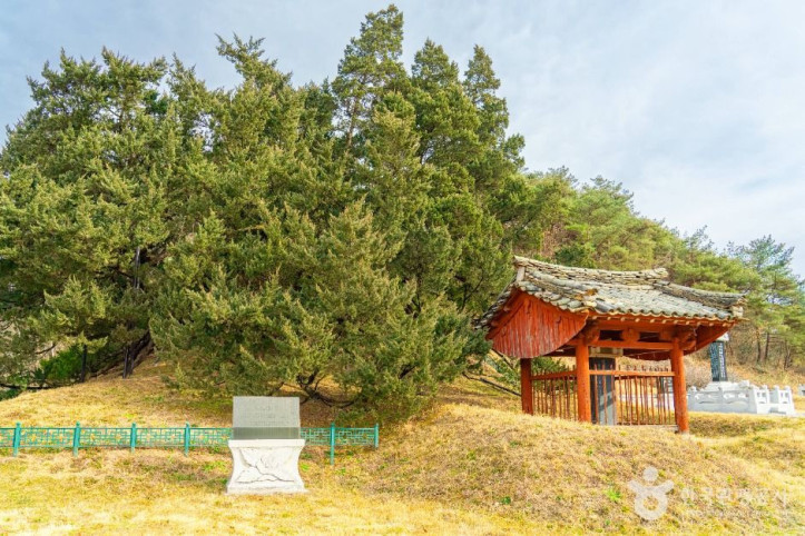 청송 장전리 향나무 여행 추천 - 메고지고