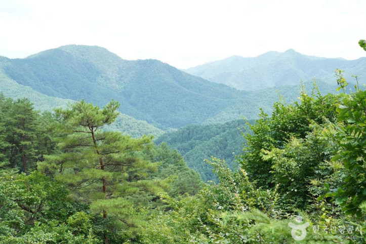기우산(정선) 여행 추천 - 메고지고