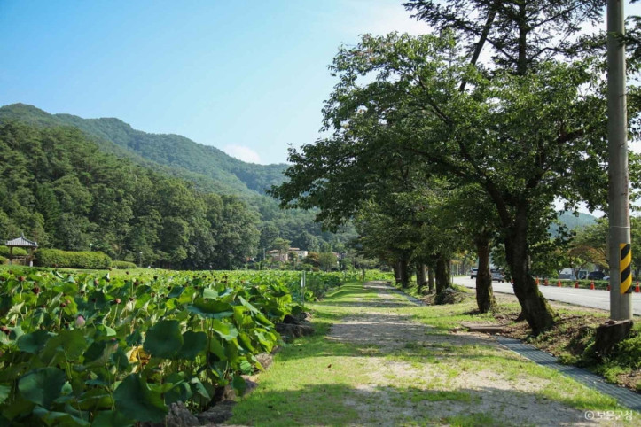 속리산연꽃단지 여행 추천 - 메고지고