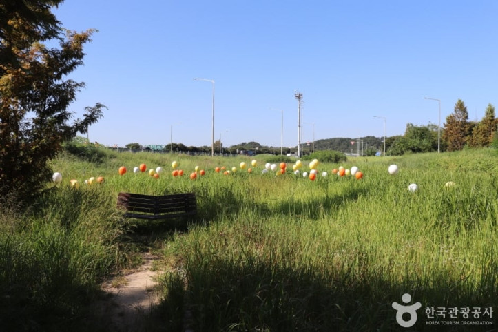 회덕메타세쿼이아길 여행 추천 - 메고지고