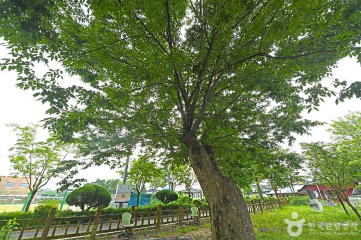 진안 평지리 이팝나무 군 여행 추천 - 메고지고