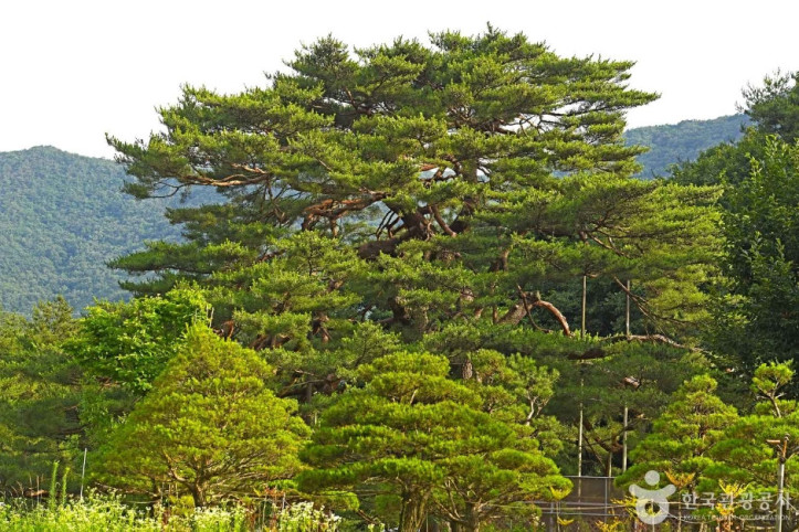 보은 서원리 소나무 여행 추천 - 메고지고