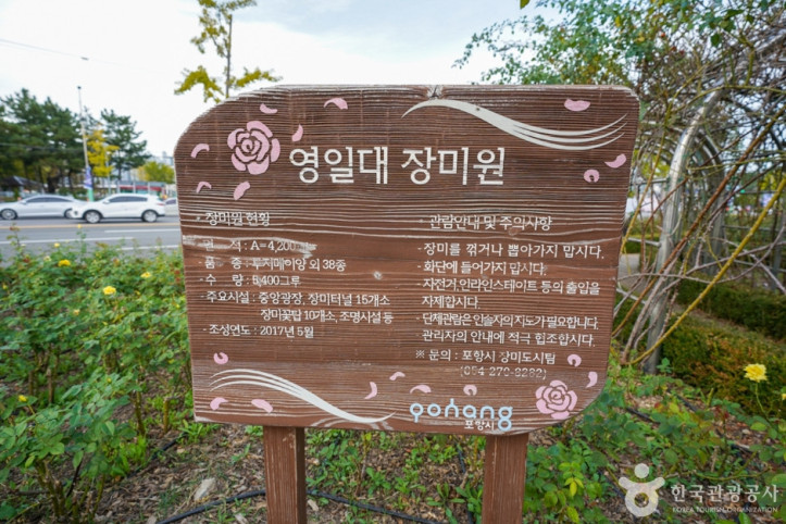 영일대 장미원 여행 추천 - 메고지고
