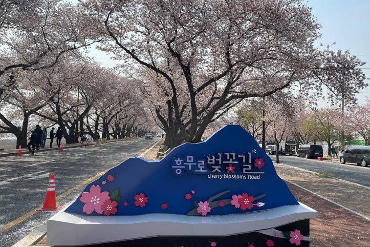 흥무로 벚꽃길 여행 추천 - 메고지고