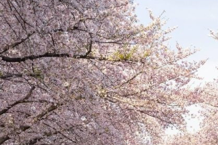 경화역 벚꽃길 여행 추천 - 메고지고