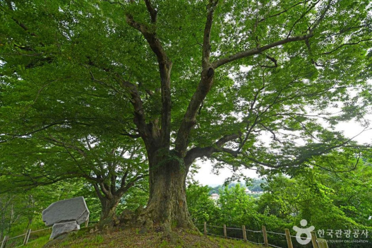 장수 봉덕리 느티나무 여행 추천 - 메고지고