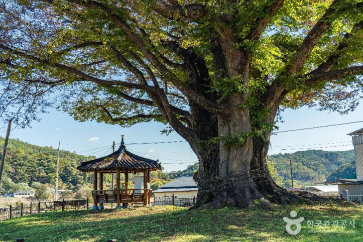 안동 사신리 느티나무 여행 추천 - 메고지고