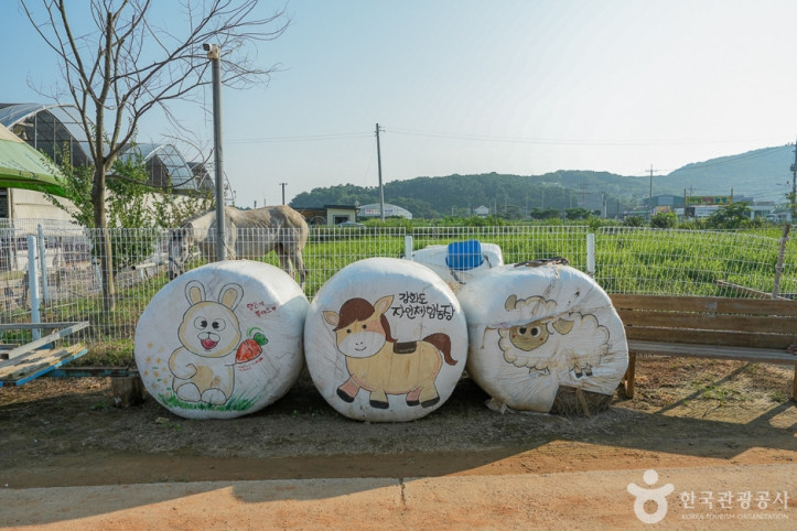 강화도 자연체험농장 여행 추천 - 메고지고