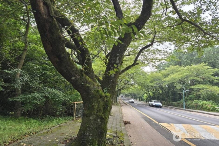 제주대 벚꽃길 여행 추천 - 메고지고
