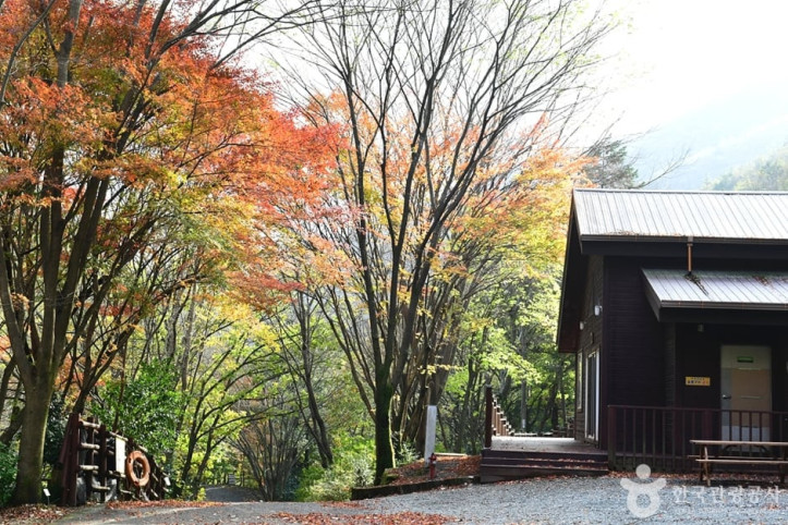 유치자연휴양림 여행 추천 - 메고지고