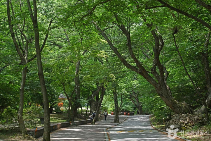 동학사계곡 여행 추천 - 메고지고